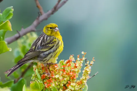 Serin des Canaries