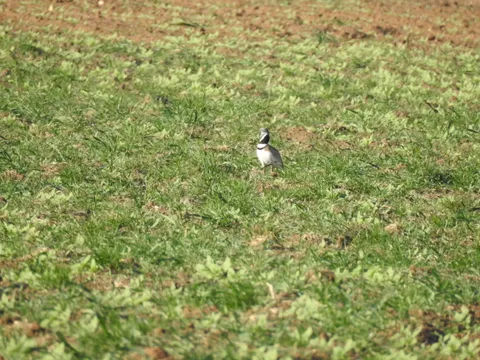 Outarde canepetière