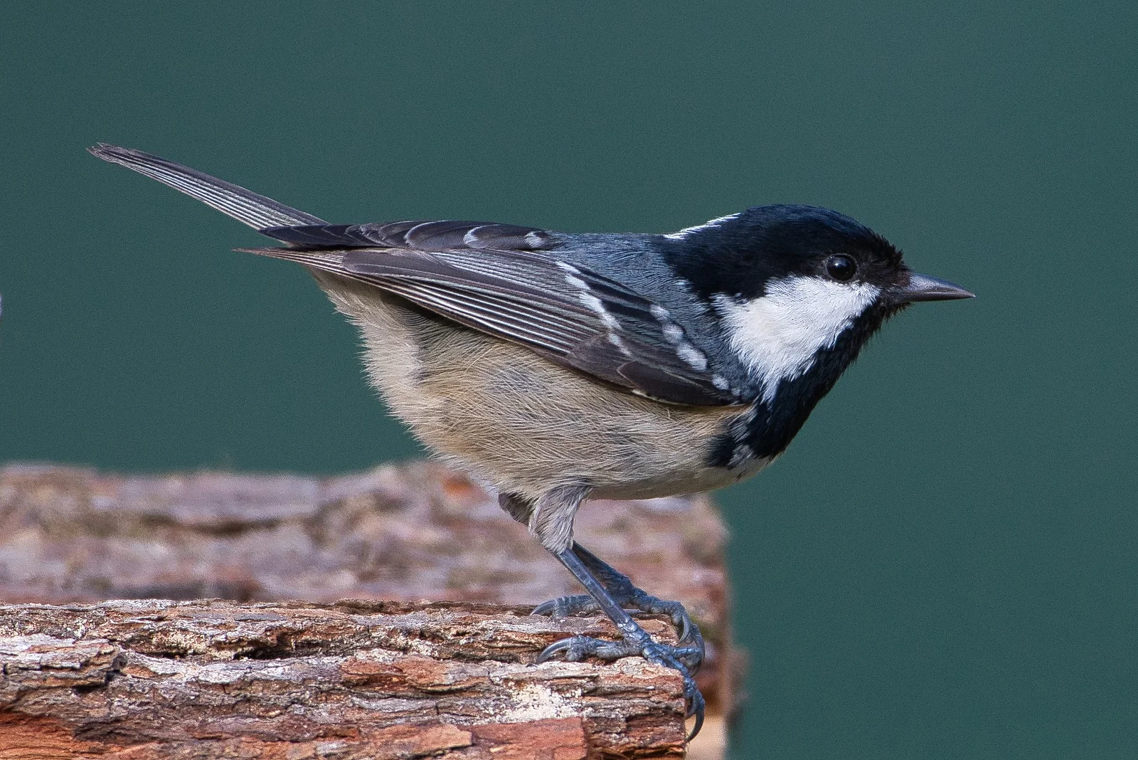 Mésange noire