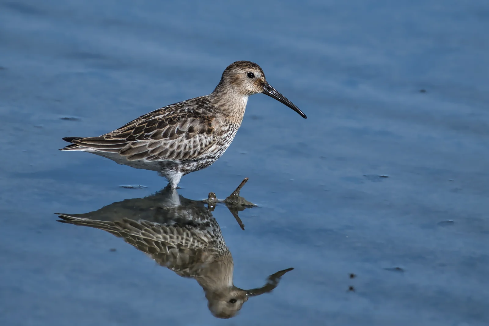 Bécasseau variable — ssp schinzii