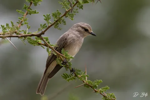 Gobemouche à petit bec