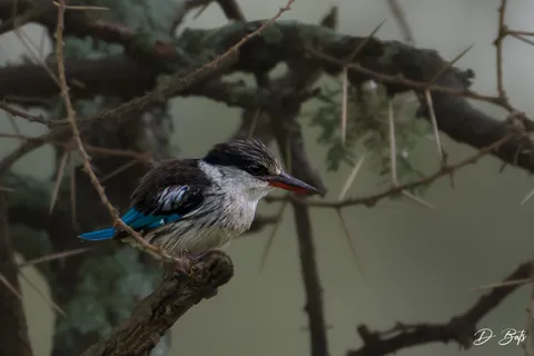 Martin-chasseur strié