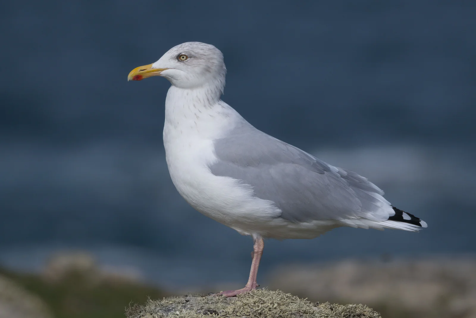 Goéland argenté — ssp argenteus