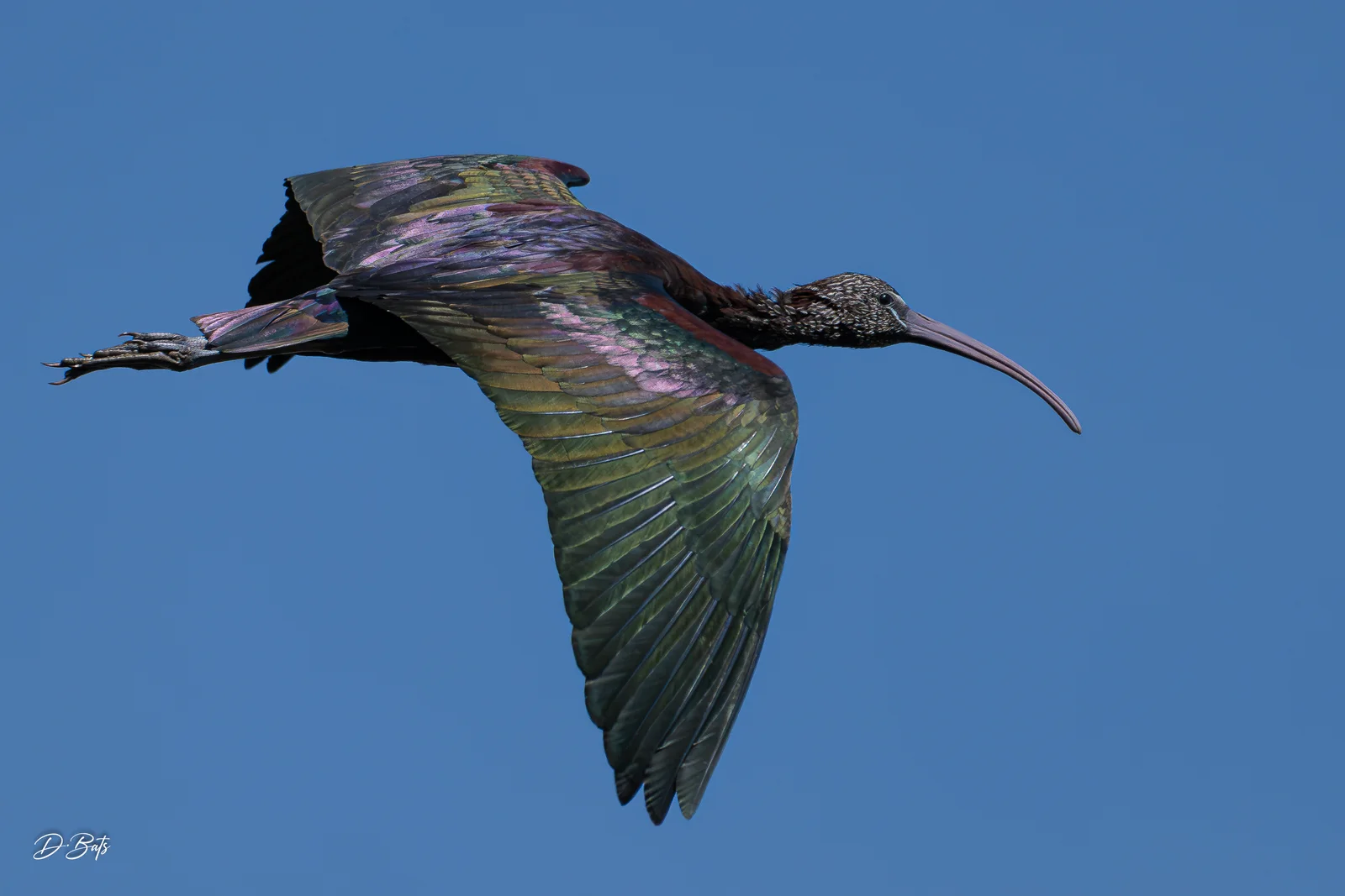 Ibis falcinelle