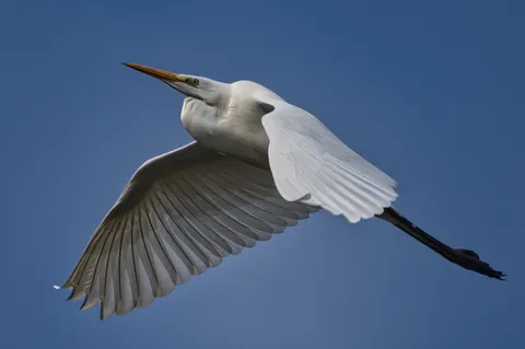 Grande Aigrette