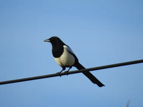 Pie bavarde