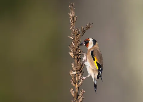 Chardonneret élégant