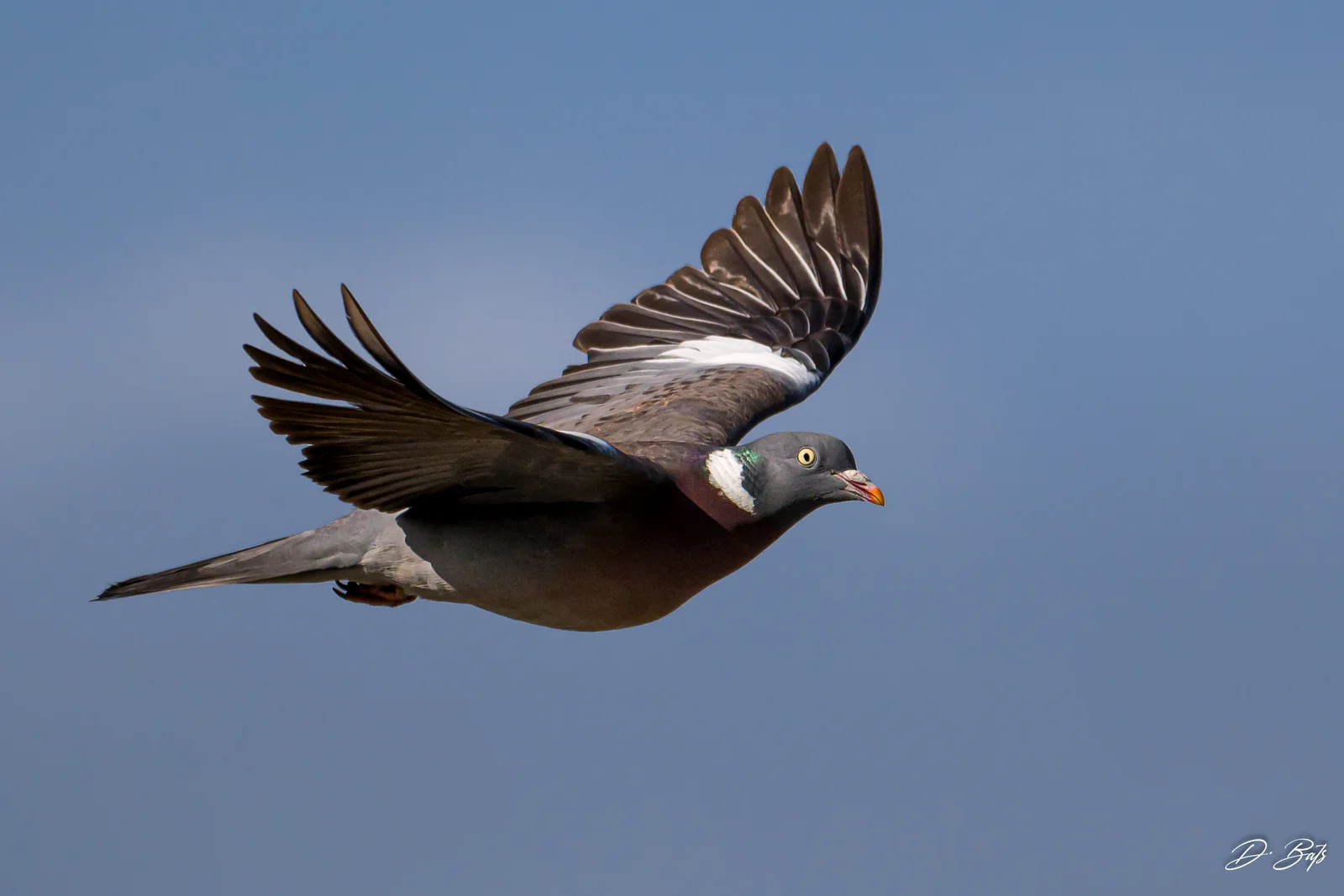 Pigeon ramier
