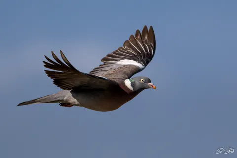 Pigeon ramier