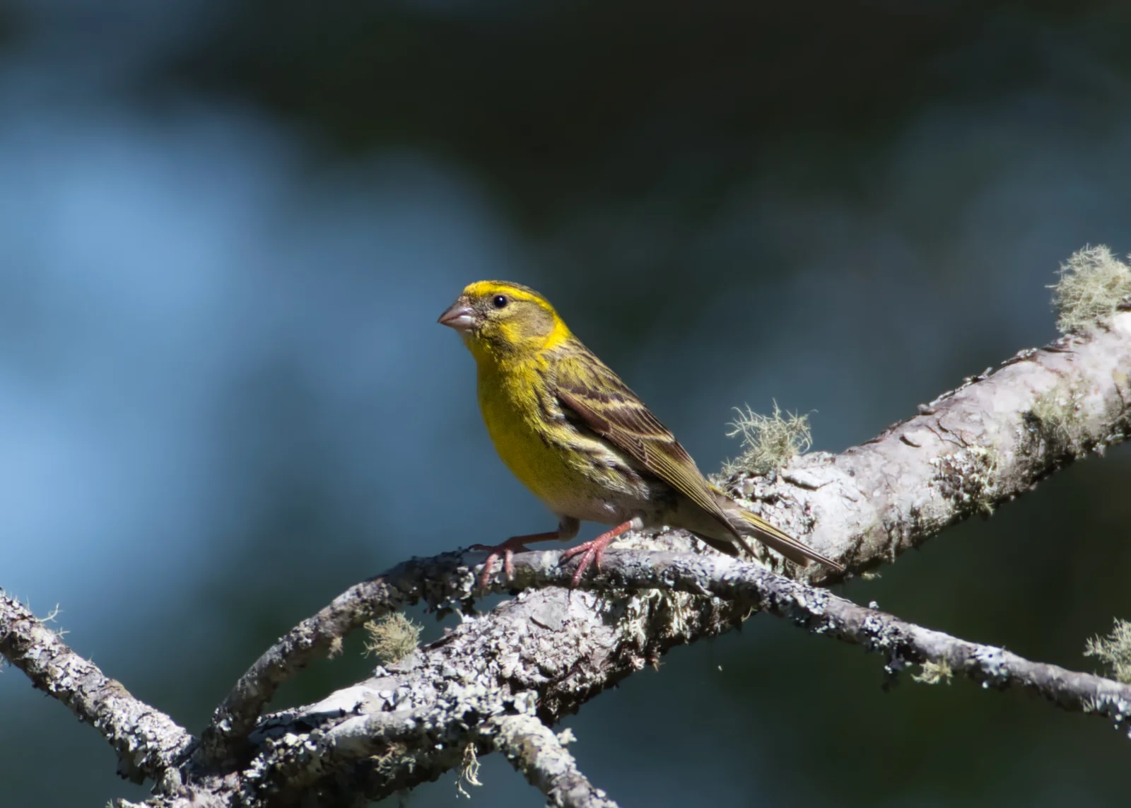 Serin cini