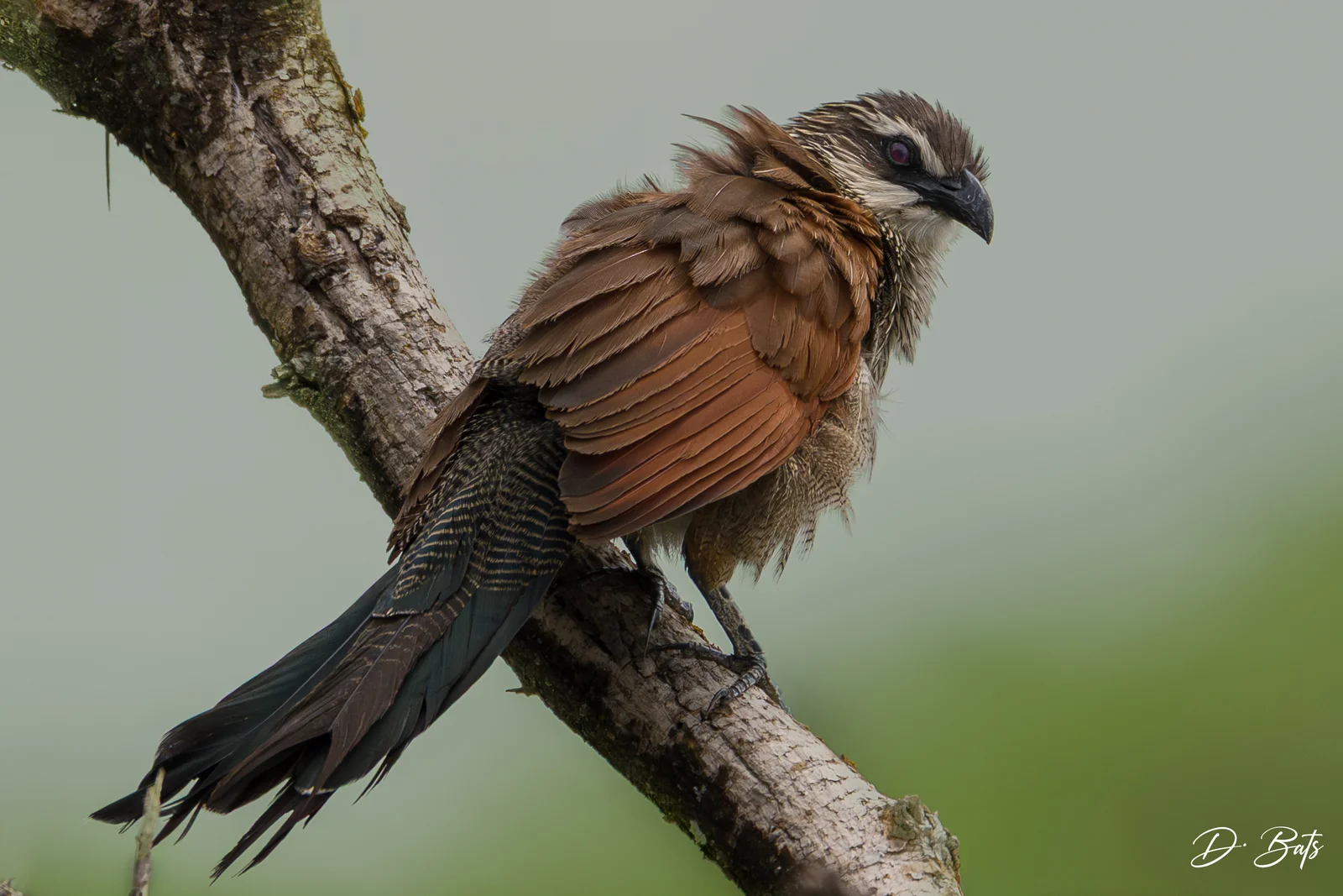 Coucal à sourcils blancs