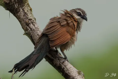 Coucal à sourcils blancs