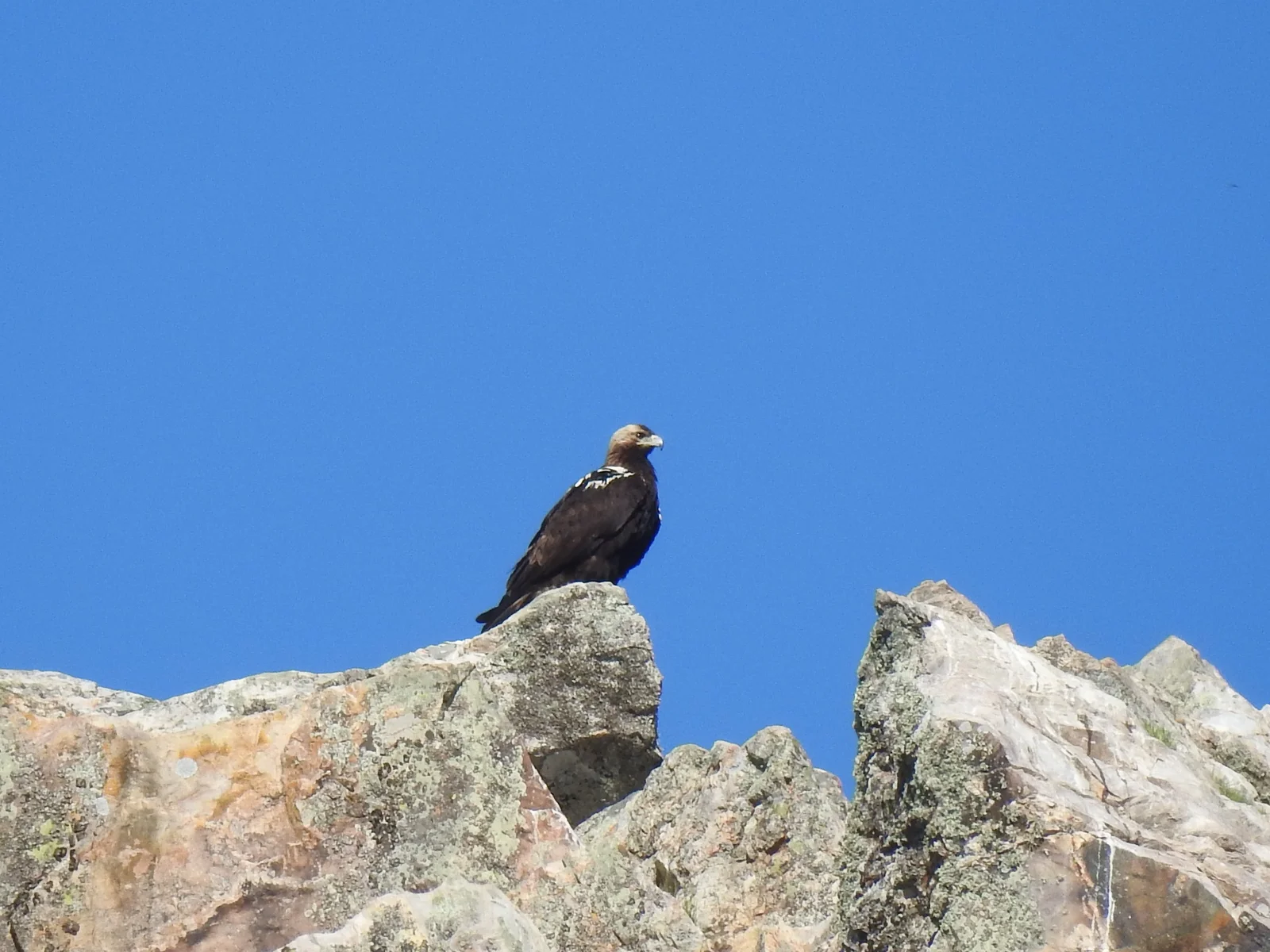 Aigle ibérique