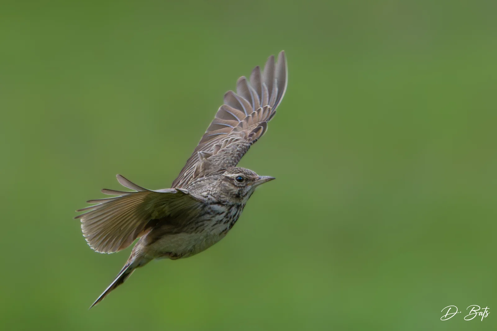 Cochevis huppé