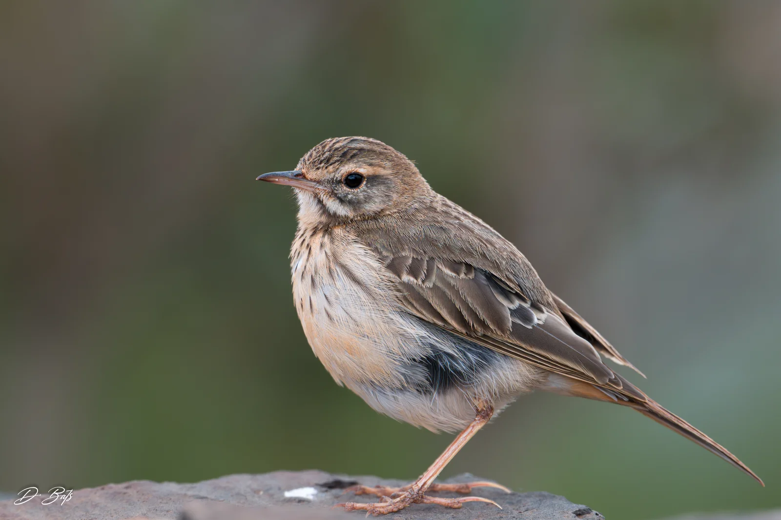 Pipit de Berthelot