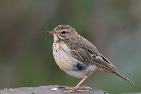 Pipit de Berthelot