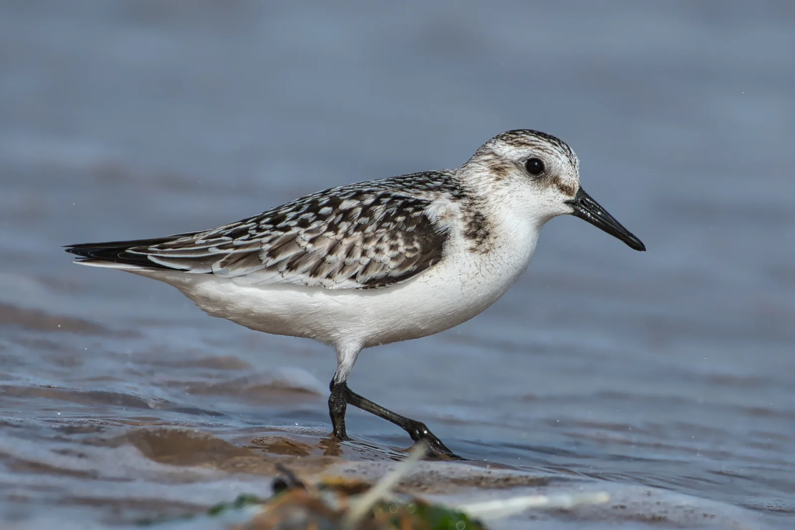 Bécasseau sanderling