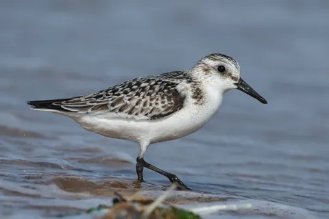Bécasseau sanderling