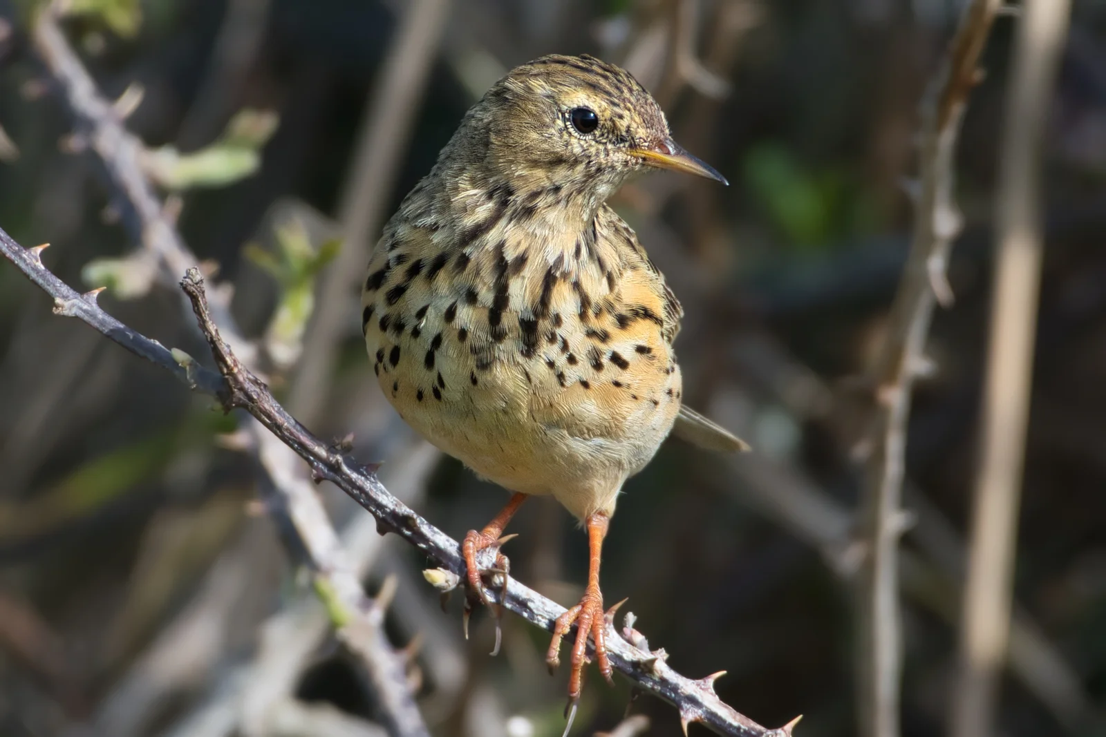 Pipit farlouse