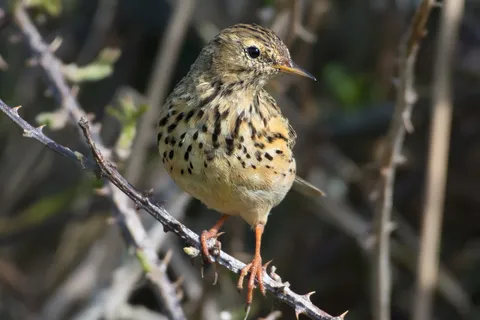 Pipit farlouse