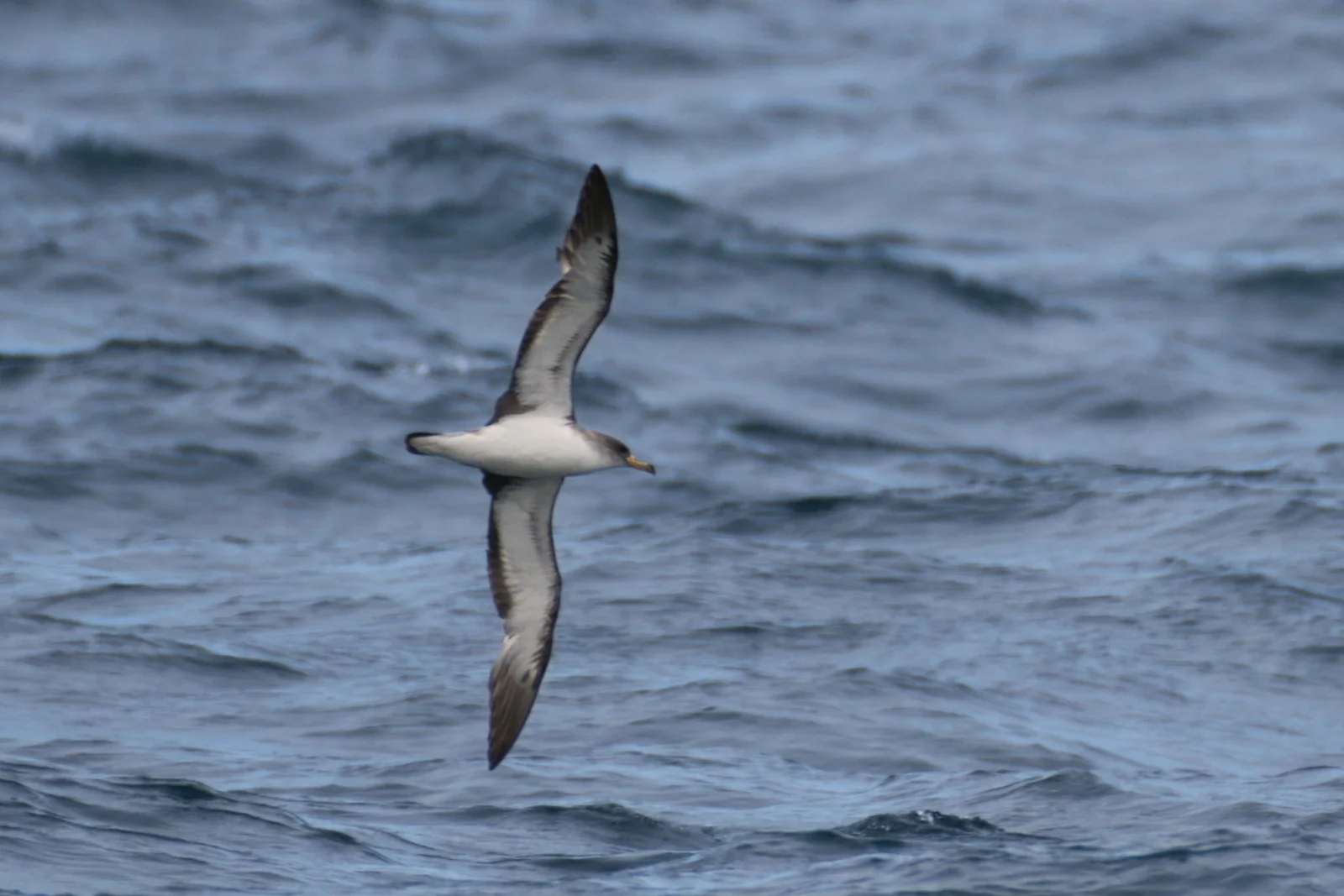 Puffin cendré