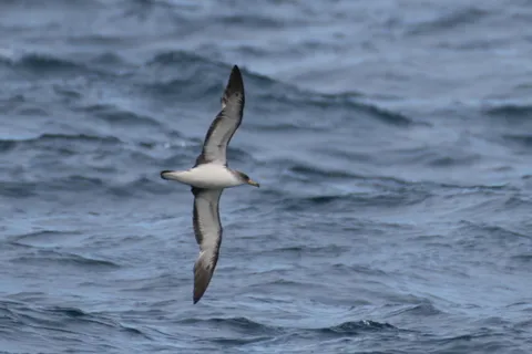 Puffin cendré
