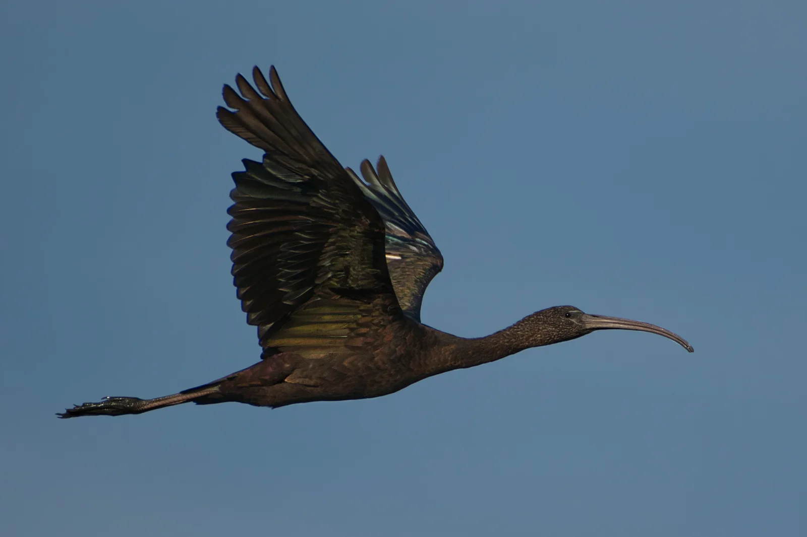 Ibis falcinelle