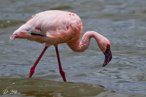 Flamant nain