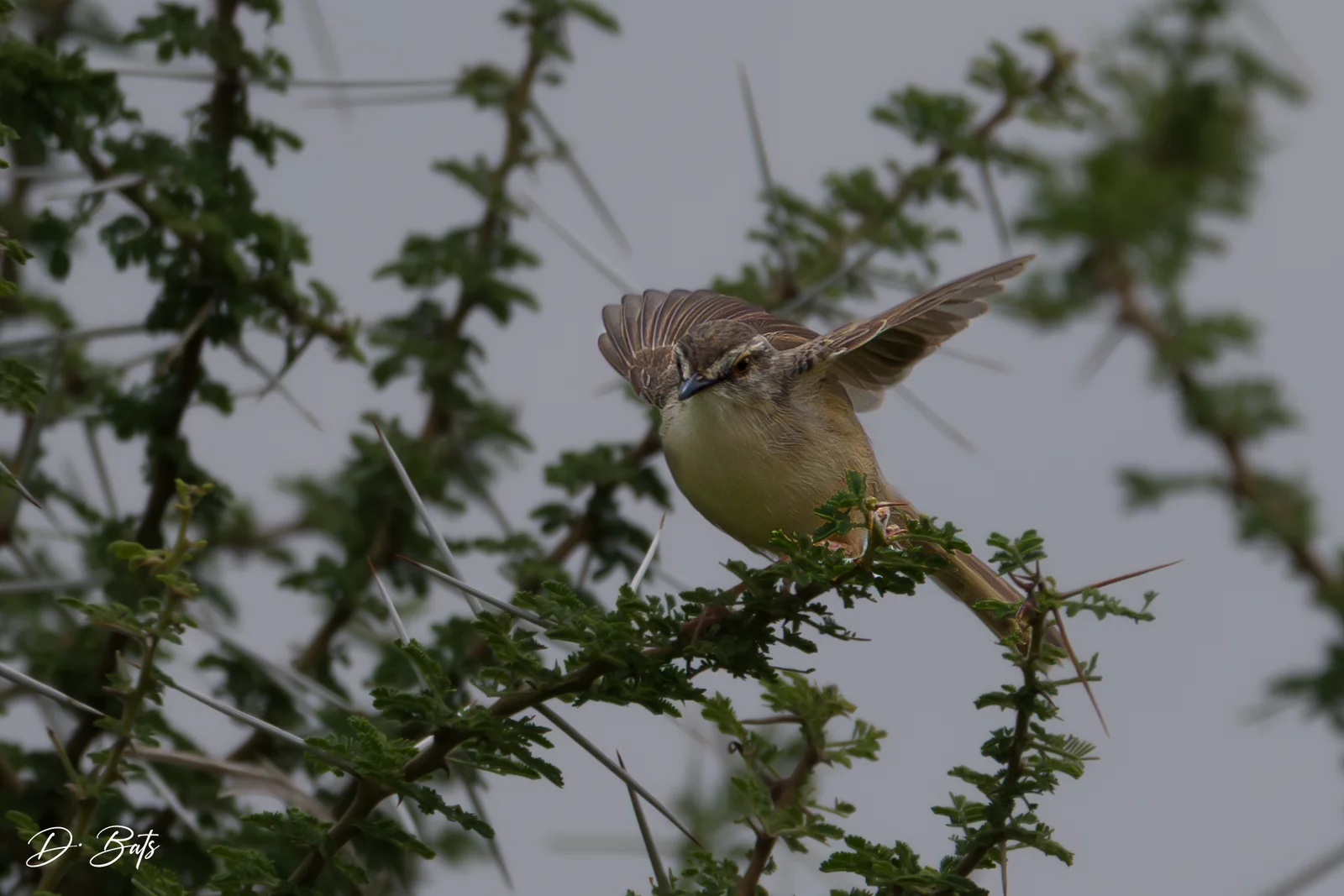 Prinia modeste