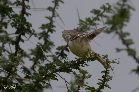 Prinia modeste