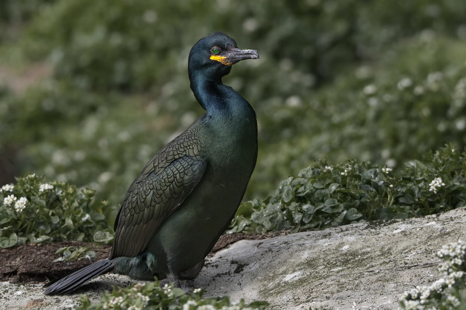 Cormoran huppé