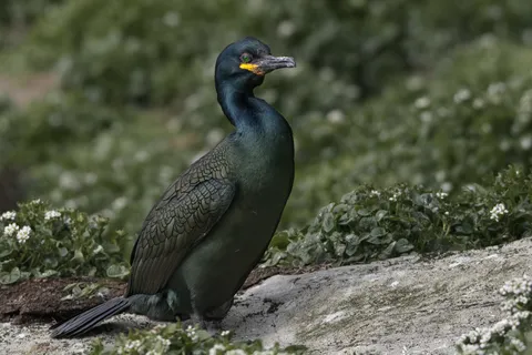 Cormoran huppé
