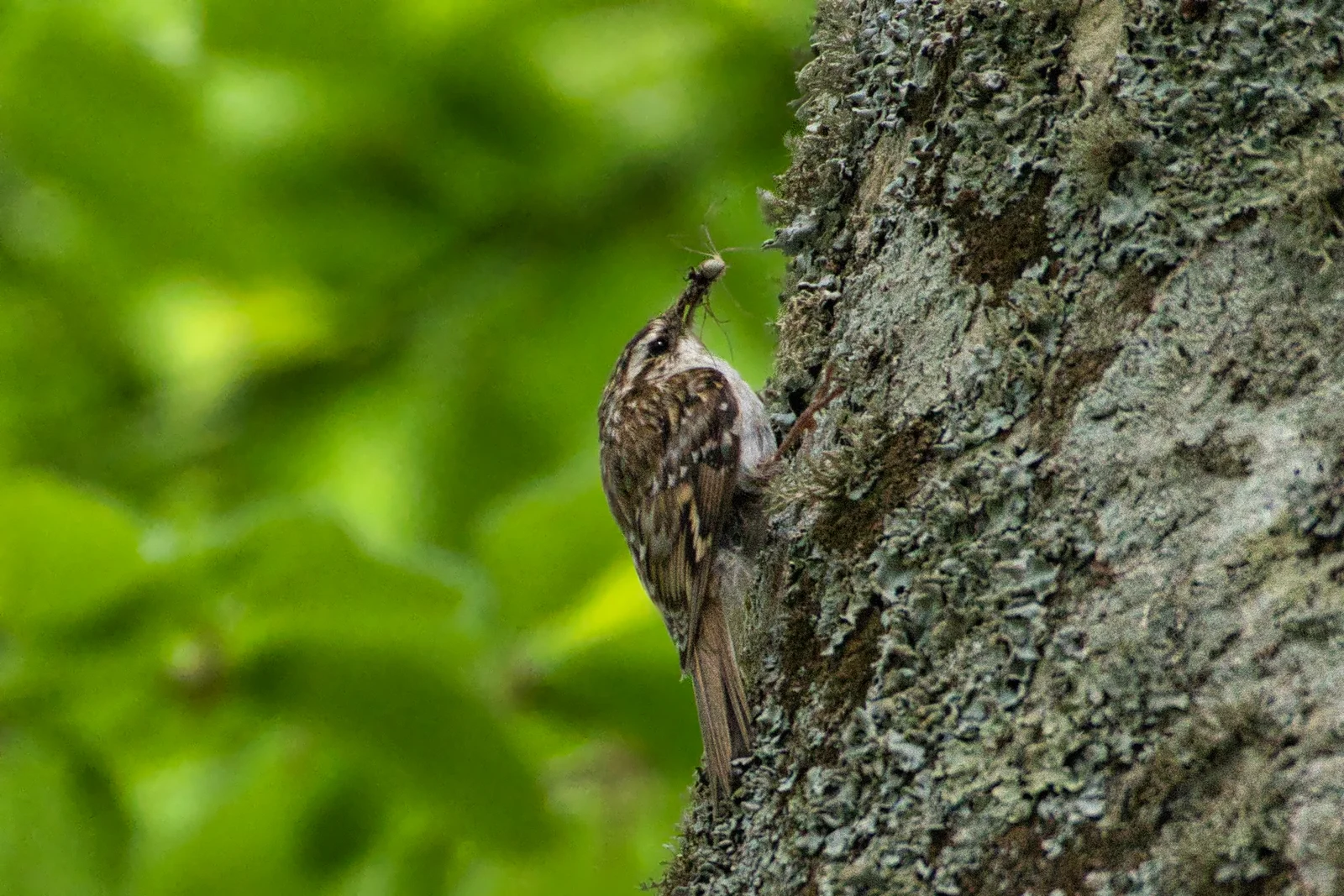 Grimpereau des bois