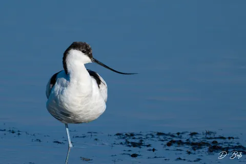 Avocette élégante