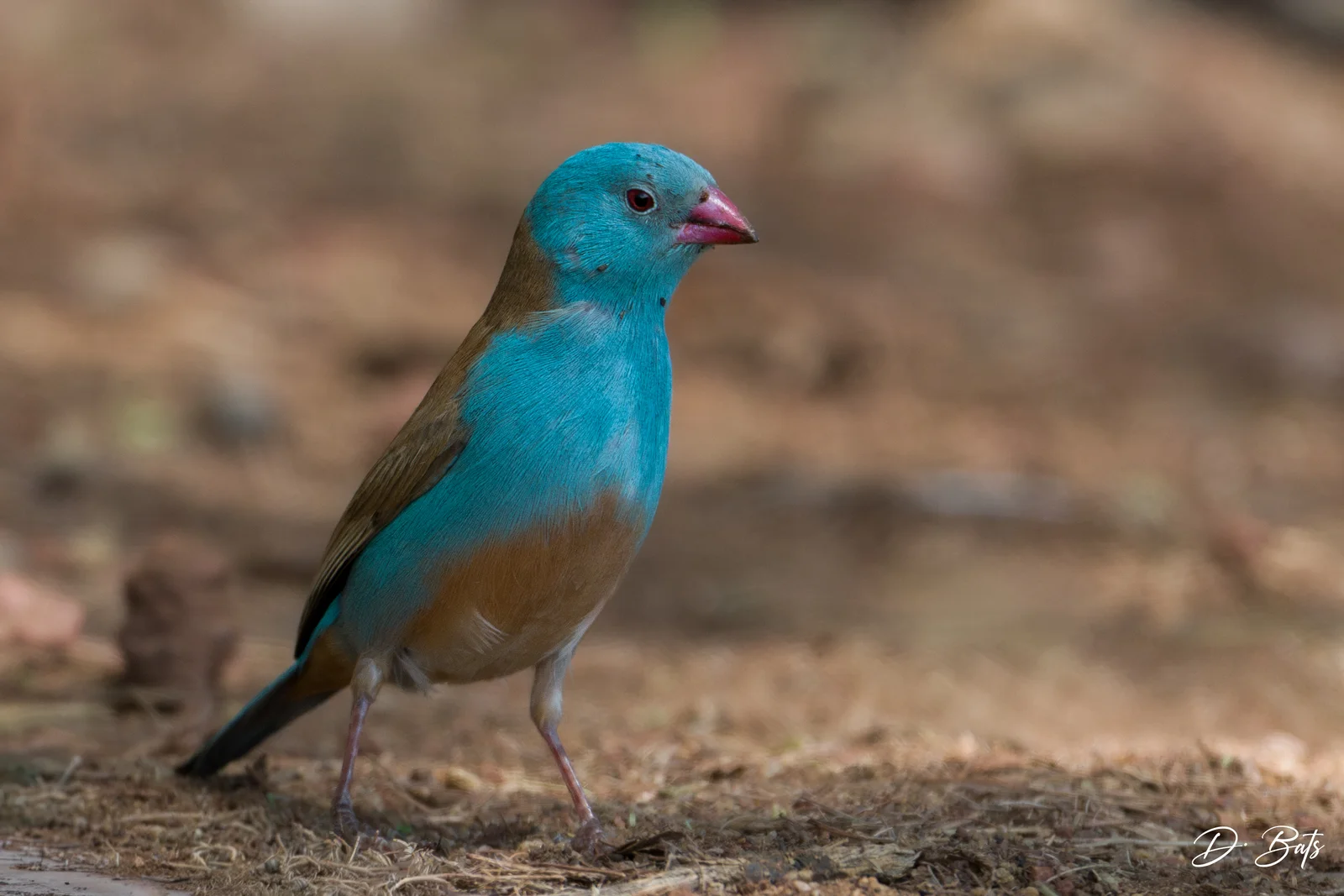 Cordonbleu cyanocéphale