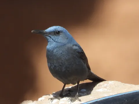 Monticole bleu