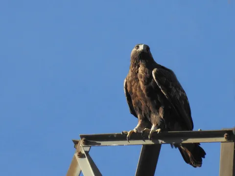 Aigle royal