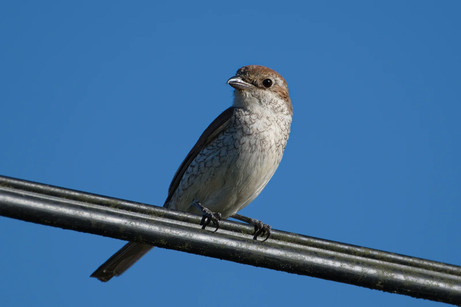 Pie-grièche écorcheur — ♀
