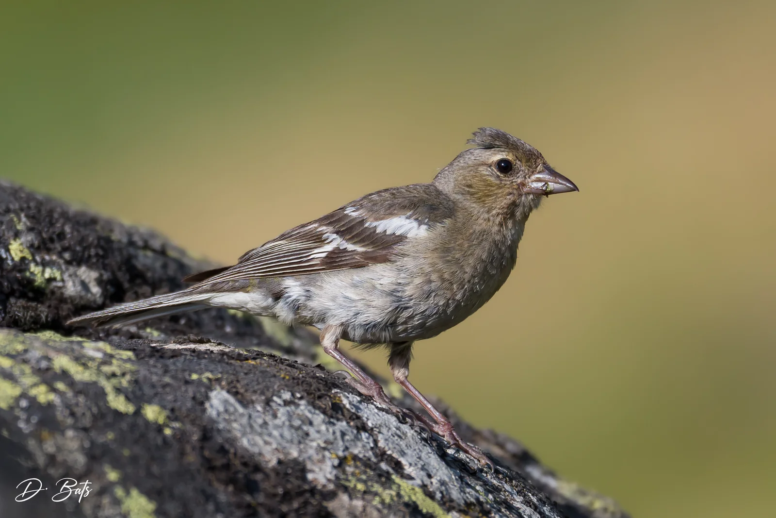Pinson des arbres