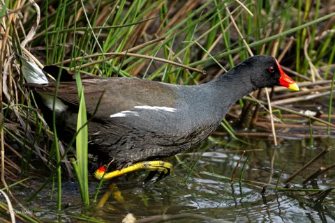 Gallinule poule-d'eau