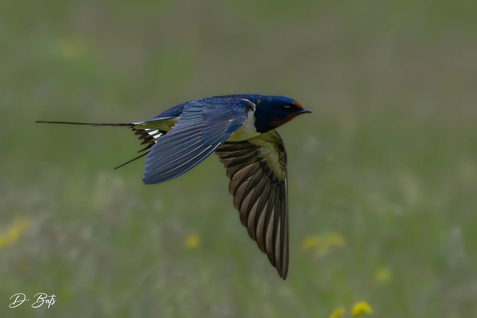 Hirondelle rustique