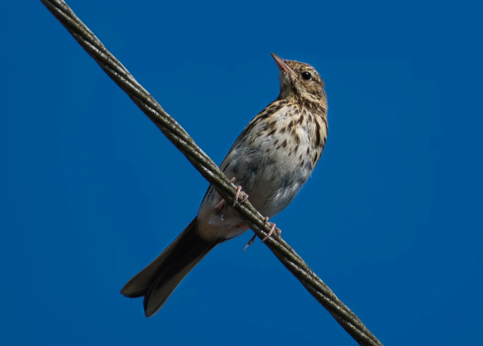 Pipit des arbres