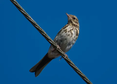 Pipit des arbres