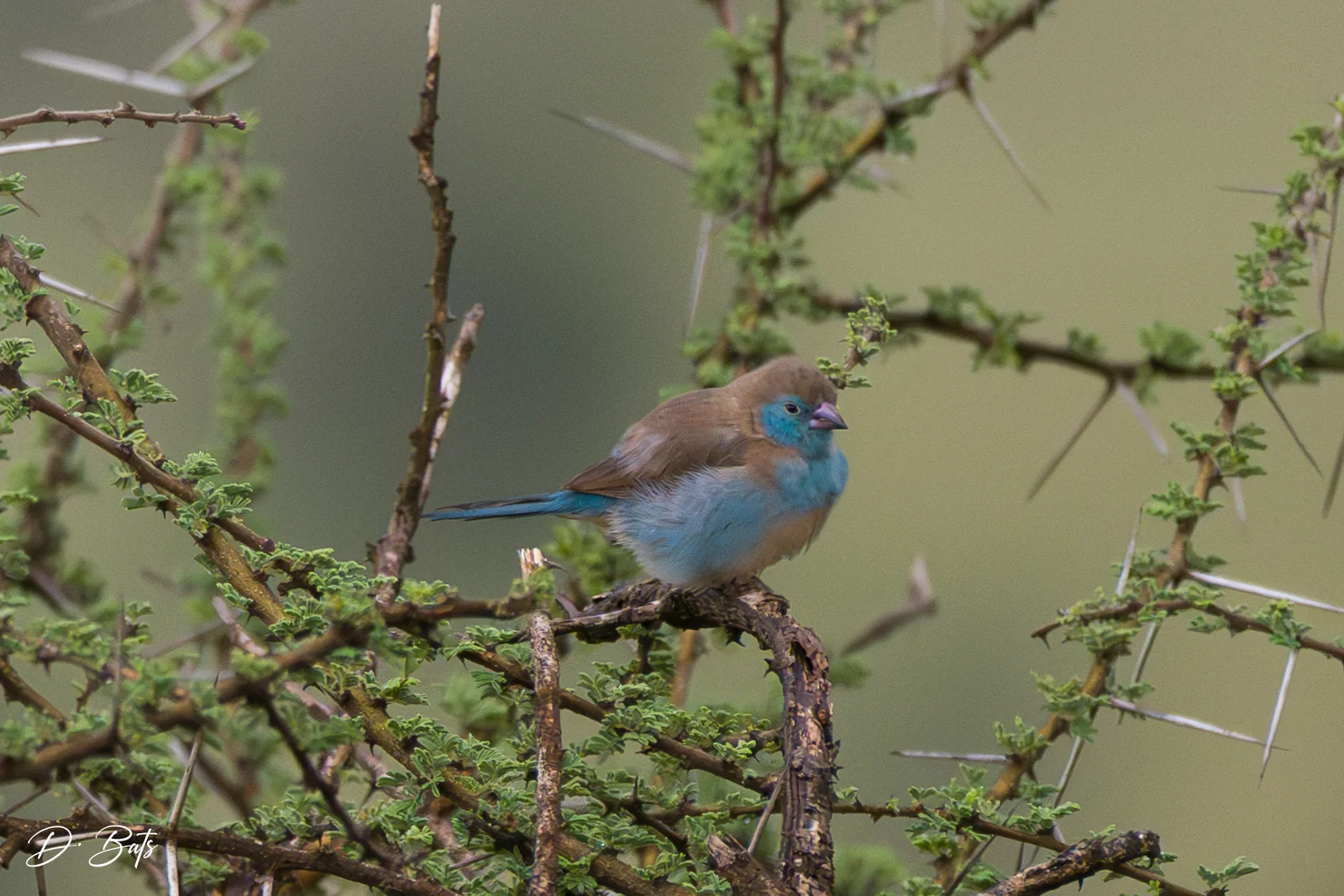 Cordonbleu à joues rouges