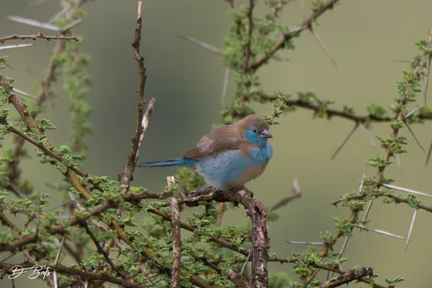Cordonbleu à joues rouges