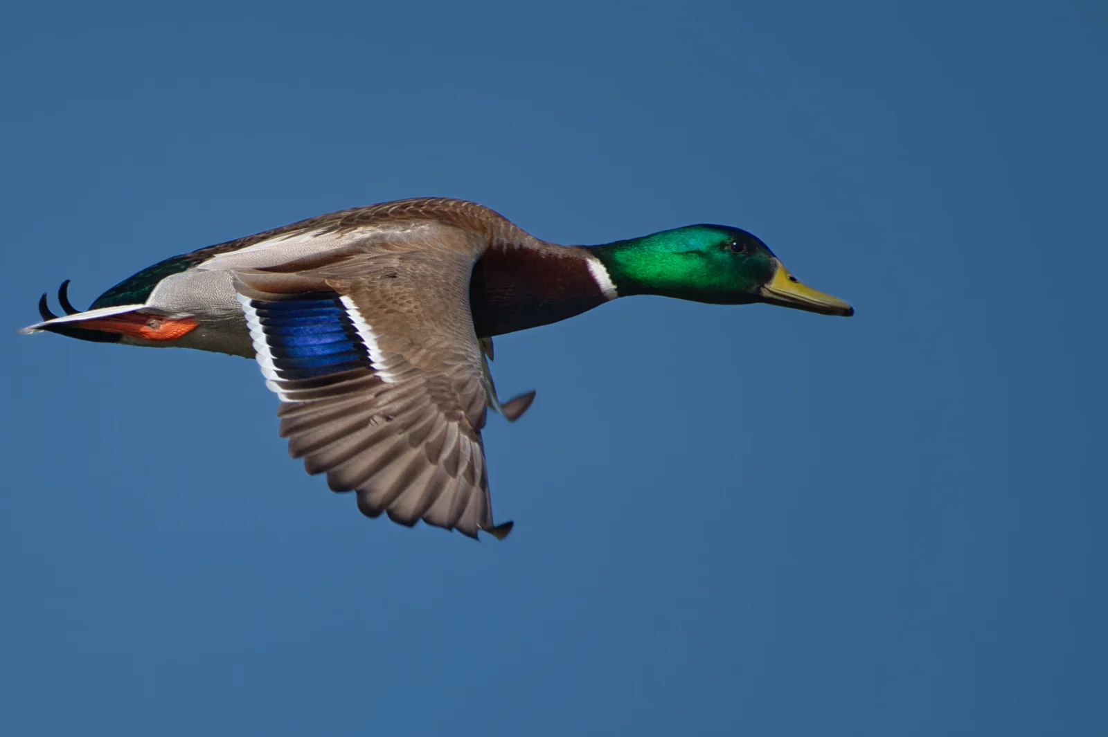 Canard colvert — Mâle adulte