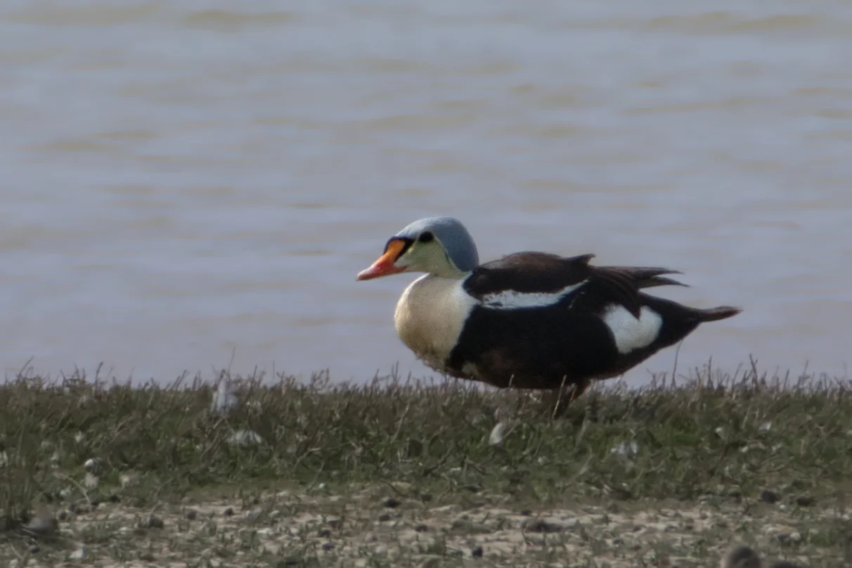 Eider à tête grise