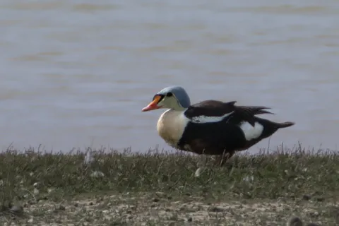 Eider à tête grise