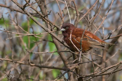 Moineau d'Emin
